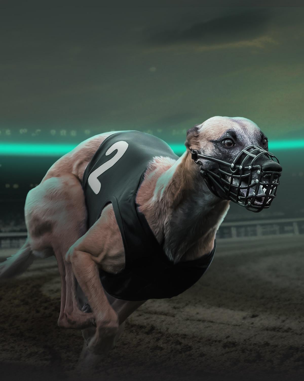 Greyhounds Hero